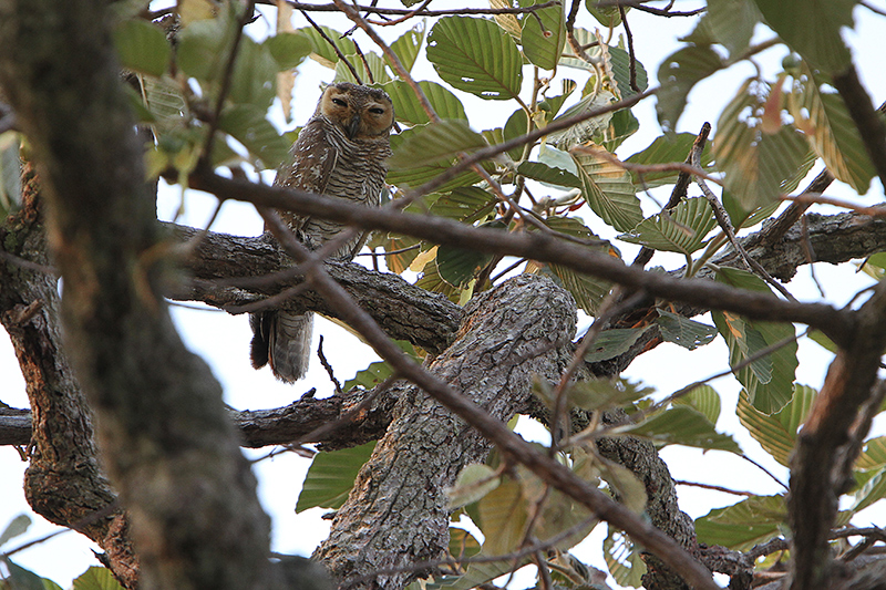 attraction-Sam Veasna Center - Spotted Wood Owl.jpg